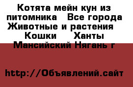 Котята мейн-кун из питомника - Все города Животные и растения » Кошки   . Ханты-Мансийский,Нягань г.